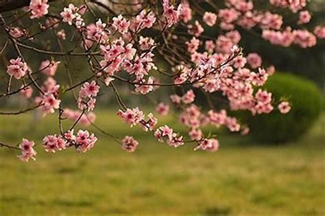 招桃花方法|招桃花是什麼？如何【增加桃花運】100個秘方方法，。